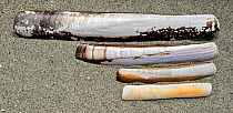 Collection of Solenidae shells: Pod razor / Common Razorfish (Ensis siliqua), Sword Razor (Ensis arcuatus), Atlantic Jackknife (Ensis directus), European Razor Clam / Grooved Razor Shell (Solen margin...