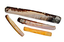 Collection of Solenidae shells: Pod Razor / Common Razorfish (Ensis siliqua), Sword Razor (Ensis arcuatus), Atlantic Jackknife (Ensis directus), European Razor Clam / Grooved Razor Shell (Solen margin...