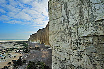Chalk cliffs rising up from pebble beach at Sotteville-sur-Mer. Normandy, France, October 2010.