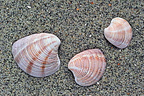 Striped Venus shells (Chamelea striatula) on beach along the North Sea coast, Brittany, France