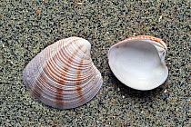 Striped Venus shells (Chamelea striatula) on beach along the North Sea coast, Brittany, France.