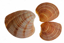 Striped Venus shells (Chamelea striatula), Brittany, France.