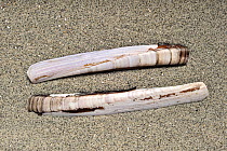 Razor shell / Razor clam / Razor fish / Sword razor (Ensis arcuatus / siquila) on beach along the North Sea coast, Normandy, France.
