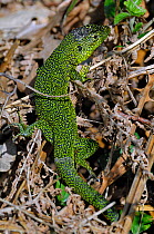 Western Green Lizard (Lacerta bilineata) soon after shedding its skin. La Brenne, France, April.