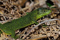Western Green Lizard (Lacerta bilineata) carrying ticks (visible around its shoulder). La Brenne, France, April.