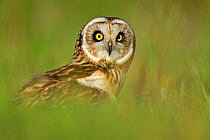 Short eared owl (Asio flammeus) in habitat, UK, controlled conditions, Captive