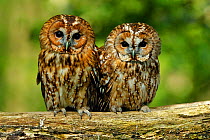 Tawny owl (Strix aluco) in woodland, UK, controlled conditions, Captive