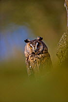 Long Eared Owl (Asio otus)  UK, controlled conditions, April, Captive