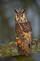 Long Eared Owl (Asio otus) perched on fence, UK, controlled conditions, Captive