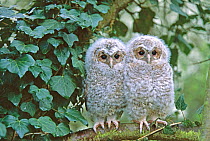 RF- Tawny Owl (Strix aluco) two chicks perched on branch near nest in tree, UK, Captive. (This image may be licensed either as rights managed or royalty free.)