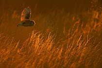 Barn owl (Tyto alba) in flight over long grass, hunting, Wiltshire, UK