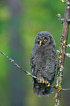 Great grey owl (Strix nebulosa) owlet just out of nest, perched in forest, Finland, June