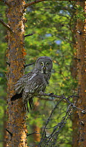 Great grey owl (Strix nebulosa) perched in forest, Finland, June