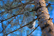Great grey owl (Strix nebulosa) owlet just out of nest, perched in forest looking down from tree, Finland, June