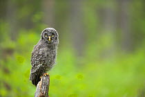 Great grey owl (Strix nebulosa) owlet just out of nest, perched, Finland, June