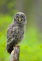 Great grey owl (Strix nebulosa) owlet just out of nest, perched, Finland