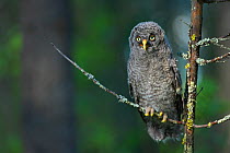 Great grey owl (Strix nebulosa) owlet just out of nest, perched in forest, Finland, June