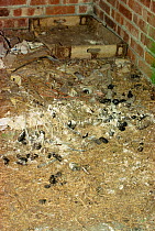 Barn Owl (Tyto alba) pellets under nestbox (sign of occupancy) UK
