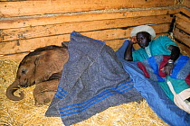 Keeper ready to bed down for the night with orphan Elephant (Loxodonta africana) at the David Sheldrick Wildlife Trust Nairobi Elephant Nursery, Kenya, April 2007.