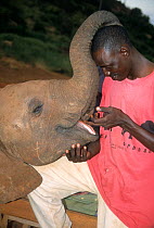 Keeper bonding with an Elephant (Loxodonta africana) orphan. David Sheldrick Wildlife Trust Nairobi Elephant Nursery, Kenya, April 2007.