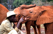 Keeper examines elephant (Loxodonta africana) orphan's mouth. David Sheldrick Wildlife Trust Nairobi Elephant Nursery, Kenya, April 2007.