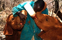 Keeper feeding a bottle of milk to one elephant (Loxodonta africana) orphan while playing with another. David Sheldrick Wildlife Trust Nairobi Elephant Nursery, Kenya, April 2007.