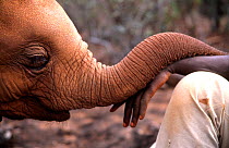 Orphan Elephant baby (Loxodonta africana) rests its trunk on the hand of a keeper; indicative of the bond formed with its new human family. David Sheldrick Wildlife Trust Nairobi Elephant Nursery, Ken...
