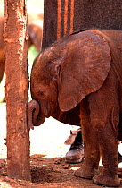 Orphan baby Elephant (Loxodonta africana) pressing its trunk against a wooden post, part of an Elephant mother mimic to comfort new orphans. David Sheldrick Wildlife Trust Nairobi Elephant Nursery, Ke...