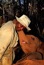 Elephant (Loxodonta africana) orphan shows affection for a keeper. David Sheldrick Wildlife Trust Nairobi Elephant Nursery, Kenya, April 2007.