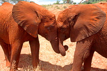 Elephant (Loxodonta africana) orphans in a trunk embrace. David Sheldrick Wildlife Trust Nairobi Elephant Nursery, Kenya, April 2007.