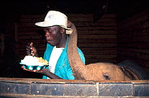 Orphan Elephant (Loxodonta africana) tapping a keeper on the hat as he eats dinner in their sleeping quarters. David Sheldrick Wildlife Trust Nairobi Elephant Nursery, Kenya, April 2007.