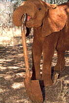 Orphan baby Elephant (Loxodonta africana) playing with a spade. David Sheldrick Wildlife Trust Nairobi Elephant Nursery, Kenya, April 2007.