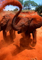 Orphan elephant (Loxodonta africana) flings red dirt during its daily dust bath. David Sheldrick Wildlife Trust Nairobi Elephant Nursery, Kenya, April 2007.