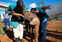 Rescued newly orphan baby Elephant (Loxodonta africana) receives vital fluids from the emergency triage crew. David Sheldrick Wildlife Trust Nairobi Elephant Nursery, Kenya, April 2007.