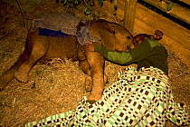 Keeper and orphaned Elephant (Loxodonta africana) bed down for the night together at the Nairobi nursery in Kenya. David Sheldrick Wildlife Trust Nairobi Elephant Nursery, Kenya, April 2007.