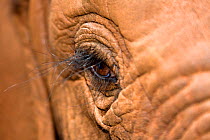 Close-up of an Elephant (Loxodonta africana) eye. David Sheldrick Wildlife Trust Nairobi Elephant Nursery, Kenya, July 2008.