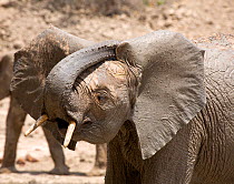 Elephant (Loxodonta africana) orphan scratches behind its ear after a mud bath. David Sheldrick Wildlife Trust Nairobi Elephant Nursery, Kenya, August 2008.
