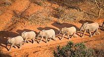 Aerial of orphaned elephants on a walk-about in Tsavo National Park. Near David Sheldrick Wildlife Trust Nairobi Elephant Nursery, Kenya, August 2008.