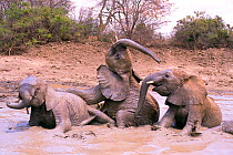 Elephant orphans (Loxodonta africana) playing in water. David Sheldrick Wildlife Trust Nairobi Elephant Nursery, Kenya, August 2008.
