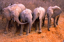 Four orphaned Elephants (Loxodonta africana).  David Sheldrick Wildlife Trust Nairobi Elephant Nursery, Kenya, August 2008.