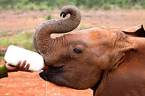 Orphaned Elephant (Loxodnta africana) being bottle fed by keeper. David Sheldrick Wildlife Trust Nairobi Elephant Nursery, Kenya, August 2008.