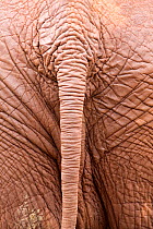 The folds and creases of an Elephant (Loxodonta africana) skin. David Sheldrick Wildlife Trust Nairobi Elephant Nursery, Kenya, July 2008.