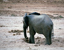 Elephant (Loxodonta africana) digs hole in the dry Ewaso Nyiro riverbed looking for water during the worst drought (2008-2009) in more than a decade in Northern Kenya. August 2009.