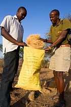Save the Elephants team members confiscate a sack of weaver nests illegally gathered in Samburu National park by people to feed their goats during the worst drought (2008-2009) in more than a decade i...