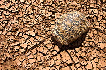 Leopard tortoise (Geochelone pardalis) seeks the only shade it can find, its shell, in the heat of the day on the dry riverbed of the Ewaso Nyiro. Kenya.   The worst drought (2008-2009) in more than a...