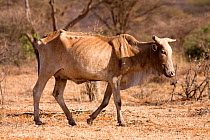 Emaciated cattle (Bos indicus) wandering alone in Samburu National park seeking food and water where there is none. Kenya, August 2009.