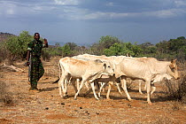 Kenya Wildlife Service ranger has confiscated these cattle (Bos indicus) from Samburu tribesman for grazing within Samburu National Park illegally. Kenya, August 2009.