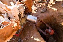 Samburu tribesman bucketing water from a 6 foot deep man-made hole in the dry Ewaso Nyiro riverbed. The worst drought (2008-2009) in more than a decade killed most of the Samburu tribeman's livestock...