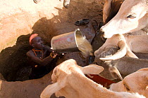 Emaciated cattle drinking water dug from the dry Ewaso Nyiro riverbed and water heaved up by tribesman for their livestock to drink. August 2009.
