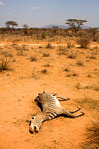 Dead Grevy's Zebra (Equus grevyi) most likely the result of the worst drought (2008-2009) in more than a decade in Northern Kenya. August 2009.